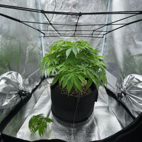Sour diesel growlog timeline photo