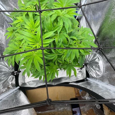 Sour diesel growlog timeline photo