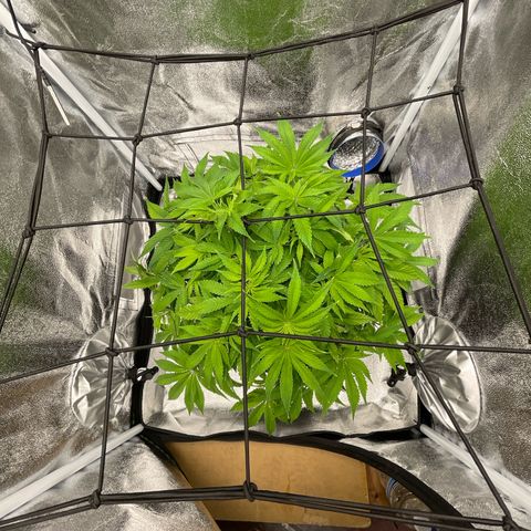 Sour diesel growlog timeline photo