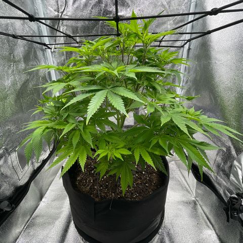 Sour diesel growlog timeline photo