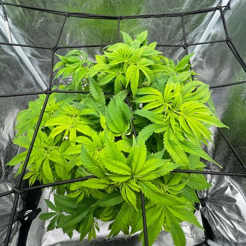 Sour diesel growlog timeline photo