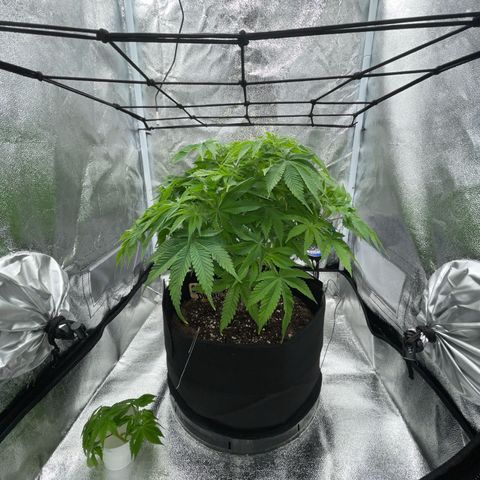 Sour diesel growlog timeline photo