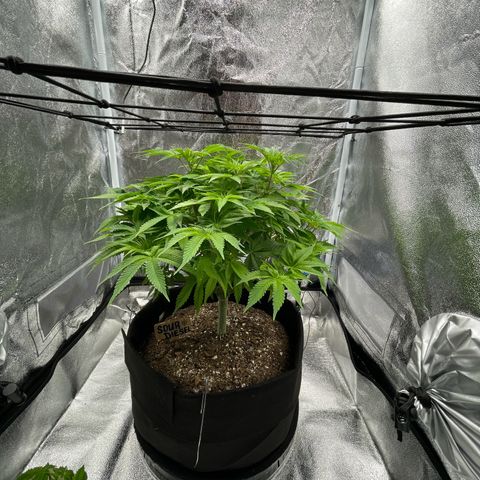 Sour diesel growlog timeline photo