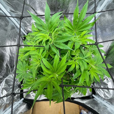 Sour diesel growlog timeline photo