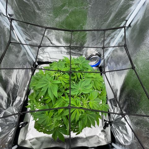 Sour diesel growlog timeline photo