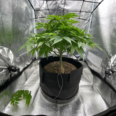 Sour diesel growlog timeline photo