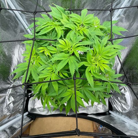 Sour diesel growlog timeline photo