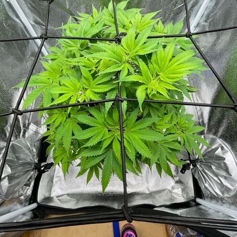 Sour diesel growlog timeline photo
