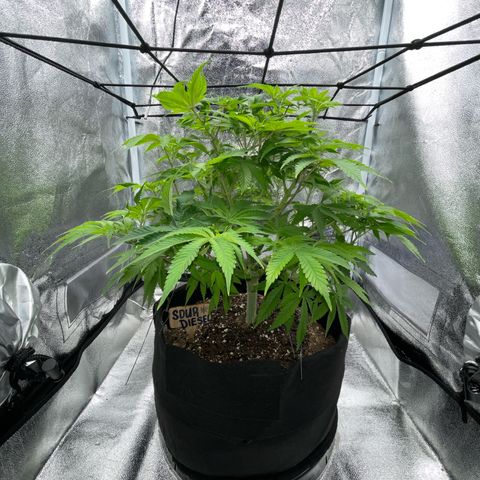 Sour diesel growlog timeline photo