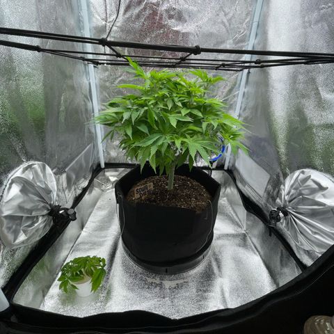 Sour diesel growlog timeline photo