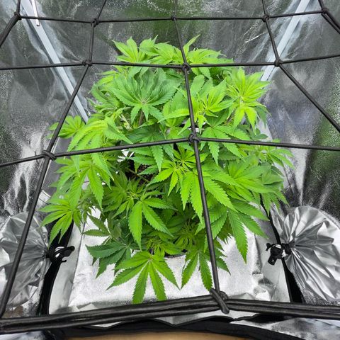 Sour diesel growlog timeline photo