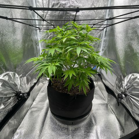 Sour diesel growlog timeline photo