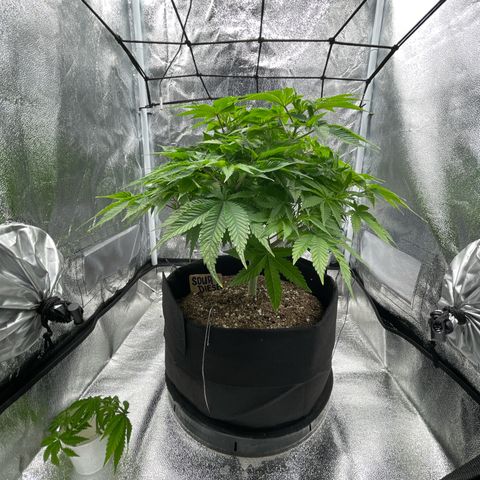 Sour diesel growlog timeline photo
