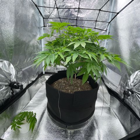 Sour diesel growlog timeline photo