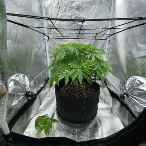Sour diesel growlog timeline photo