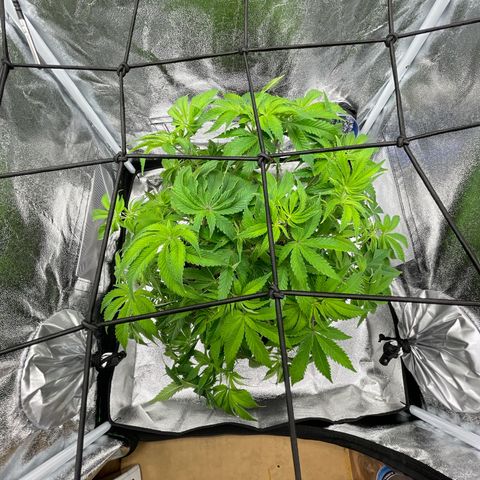 Sour diesel growlog timeline photo