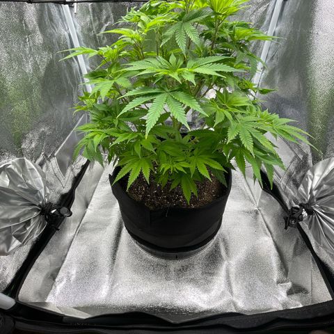 Sour diesel growlog timeline photo