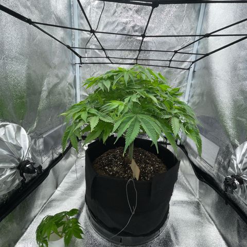 Sour diesel growlog timeline photo