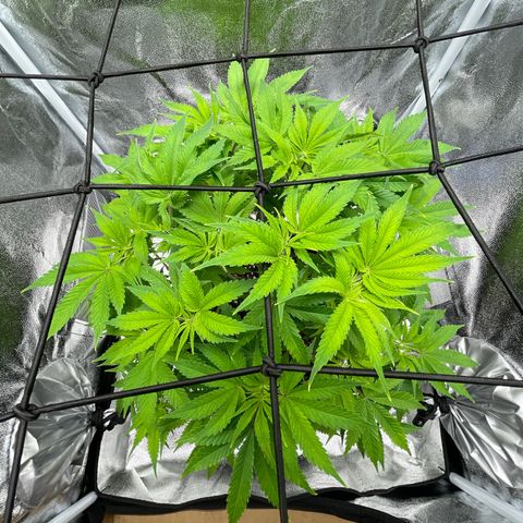 Sour diesel growlog timeline photo