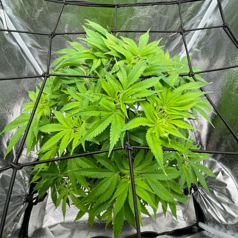 Sour diesel growlog timeline photo