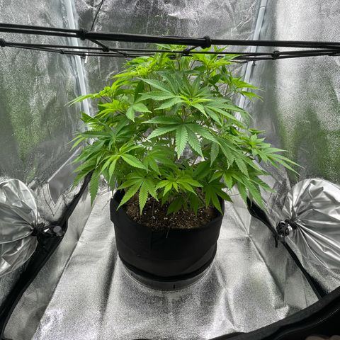 Sour diesel growlog timeline photo