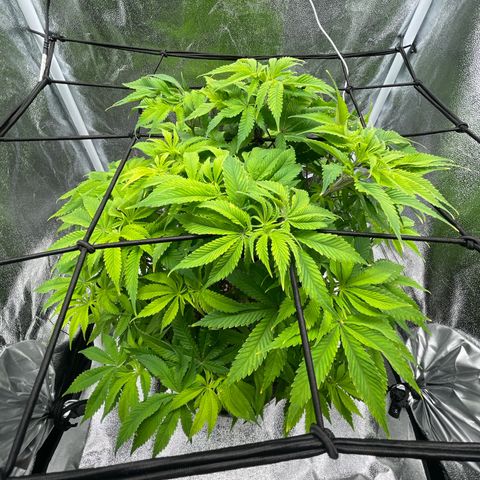 Sour diesel growlog timeline photo