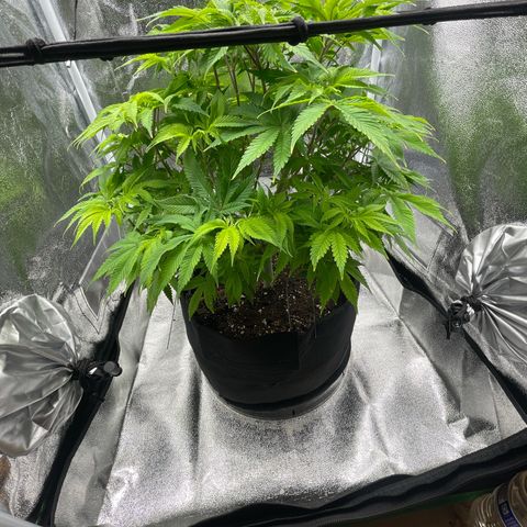 Sour diesel growlog timeline photo