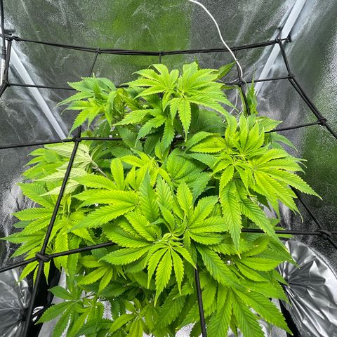 Sour diesel growlog timeline photo