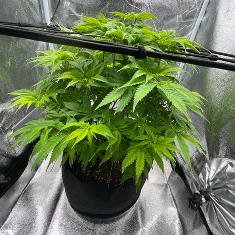 Sour diesel growlog timeline photo