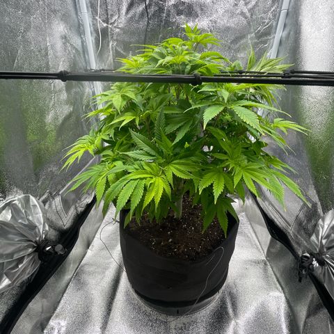 Sour diesel growlog timeline photo