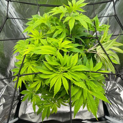 Sour diesel growlog timeline photo