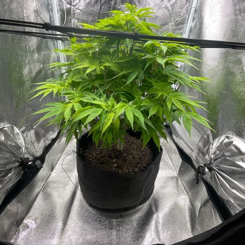 Sour diesel growlog timeline photo