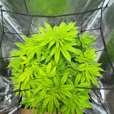 Sour diesel growlog timeline photo