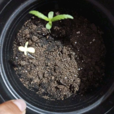 Clarita01 growlog photo: Hojas acerradas aproximadamente de 2'6cm,con una altura de 7.4cm
Color verde intenso con tallo delgado
Turgente 
Planta dos presenta clorosis