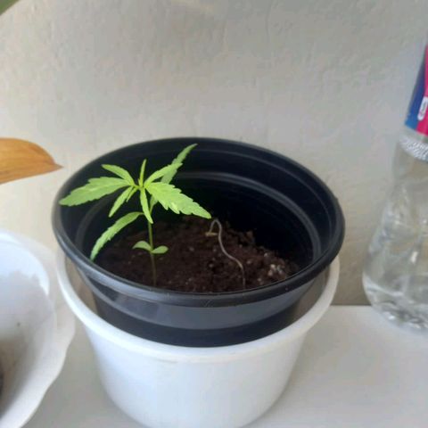 Clarita01 growlog photo: Plata presenta el segundo par de hojas acerradas con una altura de 11cm con unas hojas de 4.7 cm y desarrollando el tercer par de hojas 
Con una maceta más grande 
El riego de manera adecuada 
Tallo firme y delgado
Planta2
Daño de tallo plata muerta 