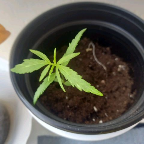 Clarita01 growlog photo: Tercer par de hojas ya notorias con una medida de 0.9cm planta se mantiene constante en la altura su coloración verdosa amarillenta , se procedió a poner un poco más de sustrato 