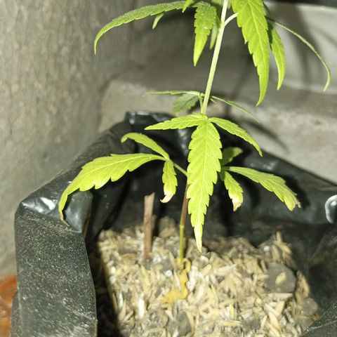 Clarita01 growlog timeline photo