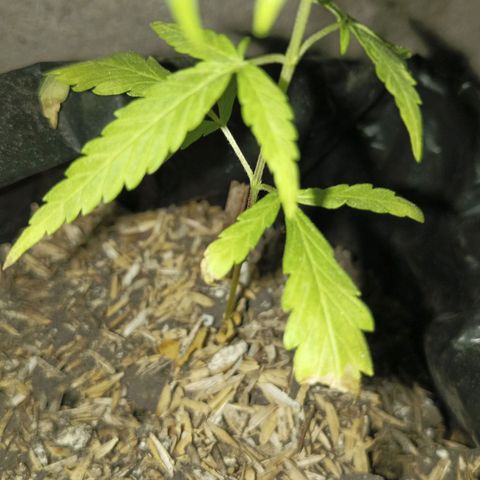 Clarita01 growlog timeline photo
