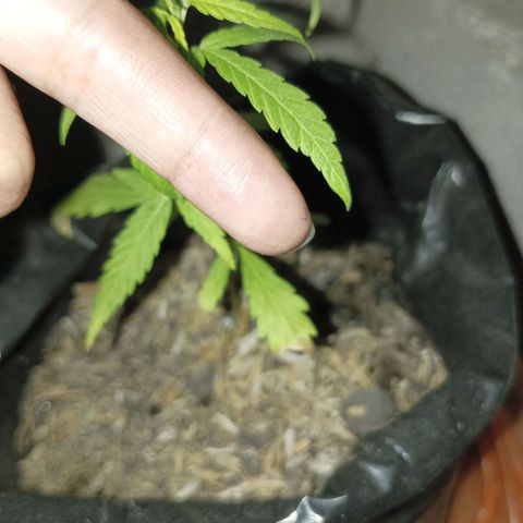 Clarita01 growlog photo: Planta con 4 pares de hojas en una nueva maceta 
Hoja de tamaño de la mitad de mi dedo aprox unos 4 cm
También presenta una negros de las primer hojas las cuales fueron r cortadas la parte necrosada y colocada en un lugar con aeracion 