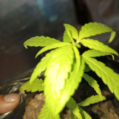 Clarita01 growlog photo: 5to par de hojas brotando 
Planta del mismo tamaño recuperando coloración 
Se aumento más sustrato
Tallo delgado pero firme 
Lugar más aereado y riego con agua de lenteja 