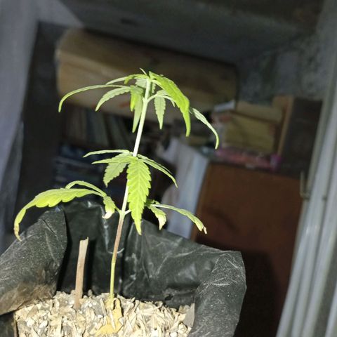 Clarita01 growlog photo: 5to par de hojas brotando 
Planta del mismo tamaño recuperando coloración 
Se aumento más sustrato
Tallo delgado pero firme 
Lugar más aereado y riego con agua de lenteja 