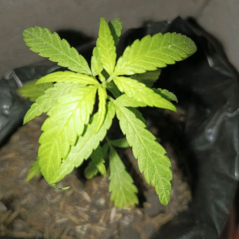 Clarita01 growlog photo: 5to par de hojas brotando 
Planta del mismo tamaño recuperando coloración 
Se aumento más sustrato
Tallo delgado pero firme 
Lugar más aereado y riego con agua de lenteja 