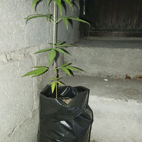 Clarita01 growlog photo: Planta turgente 
Saludable 
Hermosa jejeje no pensé q llegaría a este punto, dónde mi plantita tiene una altura 33 cm con 6 pares de hojas y séptimo y octavo par de hojas brotando con sus hojas de lago 9 cm con un ancho aproximadamente de 11cm
Tallo delgado pero firme 