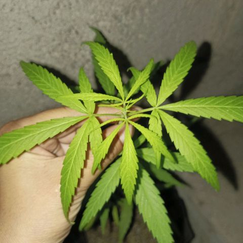 Clarita01 growlog photo: Planta turgente 
Saludable 
Hermosa jejeje no pensé q llegaría a este punto, dónde mi plantita tiene una altura 33 cm con 6 pares de hojas y séptimo y octavo par de hojas brotando con sus hojas de lago 9 cm con un ancho aproximadamente de 11cm
Tallo delgado pero firme 