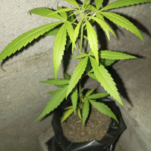Clarita01 growlog photo: Planta turgente 
Saludable 
Hermosa jejeje no pensé q llegaría a este punto, dónde mi plantita tiene una altura 33 cm con 6 pares de hojas y séptimo y octavo par de hojas brotando con sus hojas de lago 9 cm con un ancho aproximadamente de 11cm
Tallo delgado pero firme 