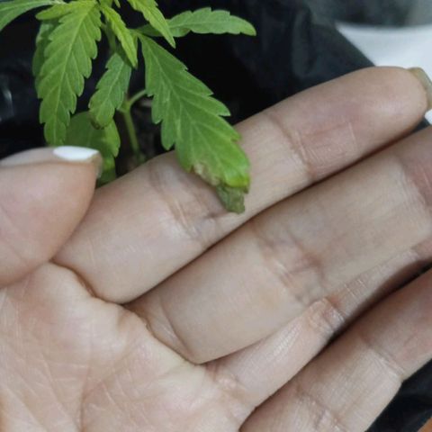 Clarita01 growlog photo: Seti q se me moría, empezó nuevamente a necrosar sus hojas , pese a que ya había cortado, la puse en un lugar con luminosadad no directa pero si completamente clara 
Ya me lloraba sentía q perdía mi plantita 
Segura tan cual la semana anterior 