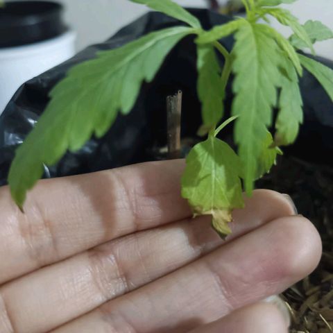 Clarita01 growlog photo: Se marchito 
Estaba decaída  con más hojitas con negros a lo q procedí a cortar dicho tejido y rocear un chiste con agua de jabón azul 
