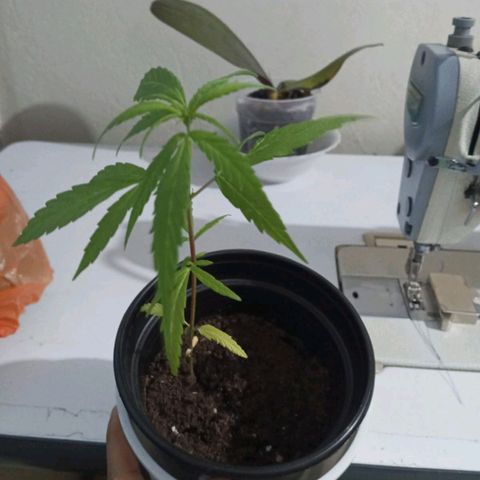 Clarita01 growlog photo: Ya se recuoero de una manera bien hermosa 
Estado mucho más grande con un altura de 24cm y una hermosas hojas largas y anchas 
Las primeras hojas completamente marchitas  mientras q empezaban a aparece los 5& 6 pares de hojas 