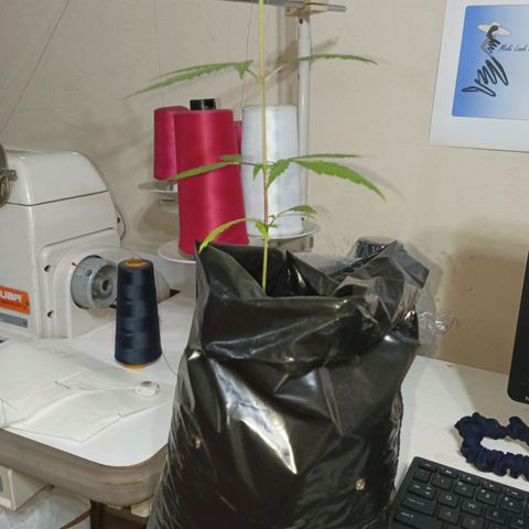 Clarita01 growlog photo: Transplante a su nueva maceta (fundita)
Con la variación de que entre los entrenados empezaron a seguir  nuevas hojitas 
En especial en el segundo par de hojas 