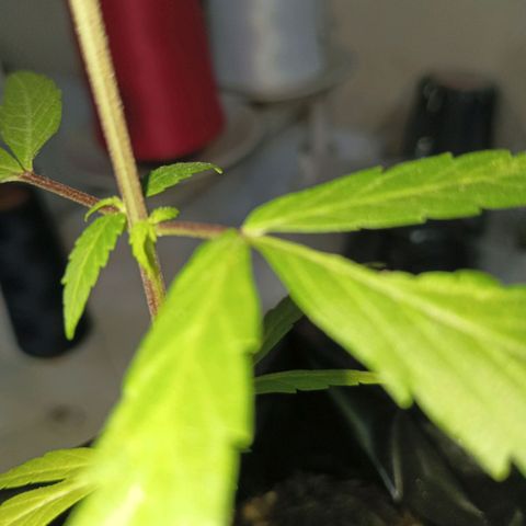 Clarita01 growlog photo: Transplante a su nueva maceta (fundita)
Con la variación de que entre los entrenados empezaron a seguir  nuevas hojitas 
En especial en el segundo par de hojas 